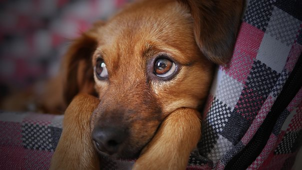 separation anxiety solutions for dogs